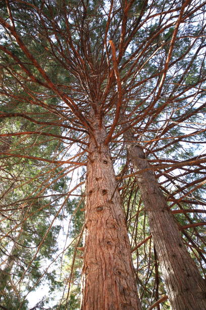istock Low Angle View of Pine Tree Branches in Autumn 1213595493