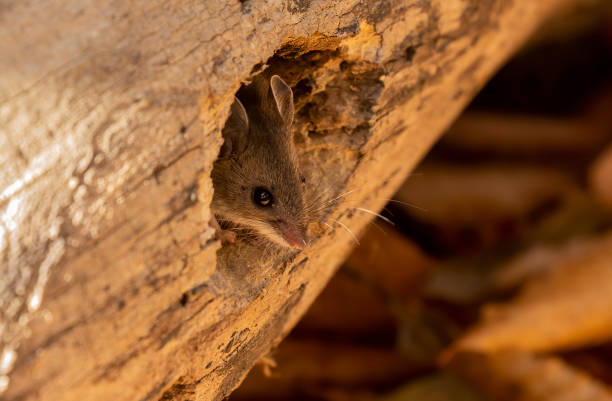 istock Mouse. The deer mouse is a rodent native to North America 1213595495