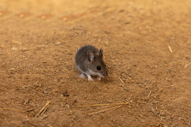 istock Mouse. The deer mouse is a rodent native to North America 1213595496