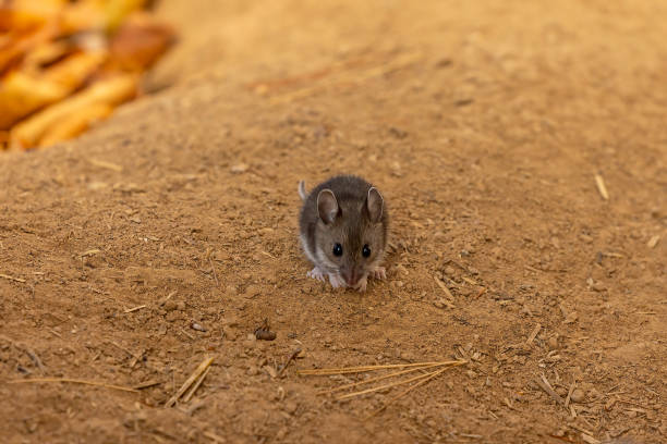 istock Mouse. The deer mouse is a rodent native to North America 1213595498