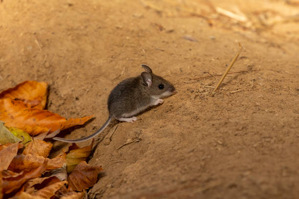 Cute bank vole (Clethrionomys glareolus) sitting in snow.