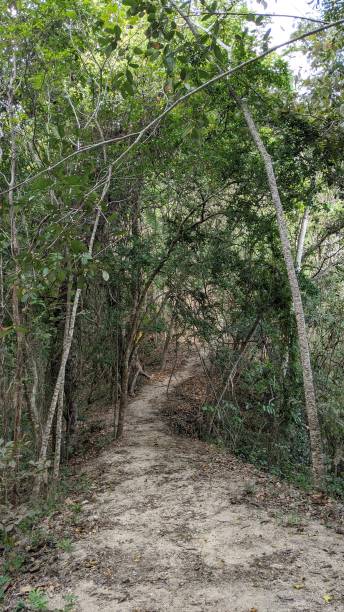 istock Hiking in the Mexican forest (photo2) 1213596694