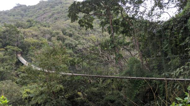 istock Suspension bridge in the forest (photo6) 1213597548