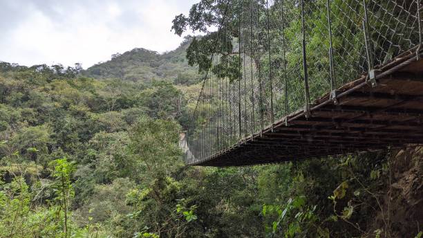 istock Suspension bridge in the forest (photo8) 1213597729
