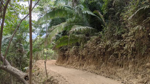 istock Hiking in the Mexican forest (photo29) 1213598395