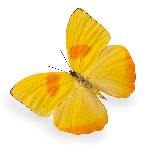 istock Yellow butterfly isolated on white 121359886