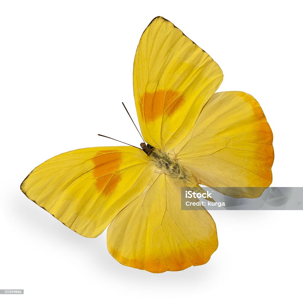 Żółty motyl na białym tle - Zbiór zdjęć royalty-free (Biały)