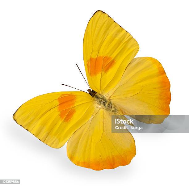 Żółty Motyl Na Białym Tle - zdjęcia stockowe i więcej obrazów Biały - Biały, Biologia - Nauka, Bliskie zbliżenie