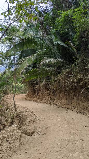 istock Hiking in the Mexican forest (photo28) 1213599184