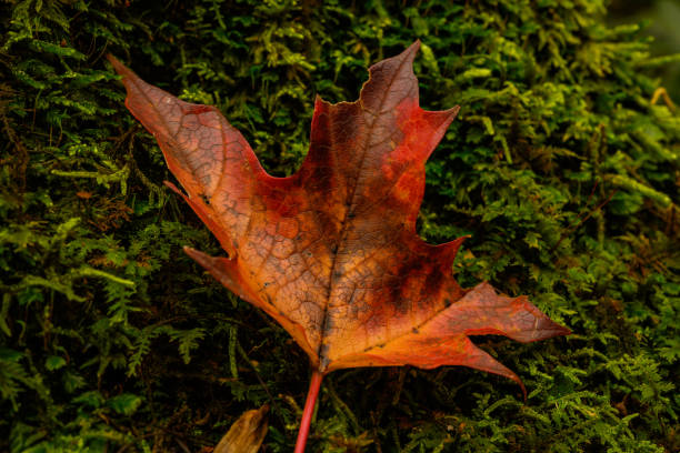istock Burnt Orange Leaf on Mossy Forest Floor 1213599846