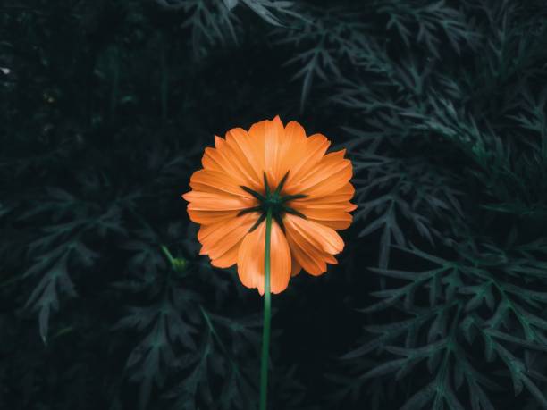 Orange cosmos flower in the garden in back side view