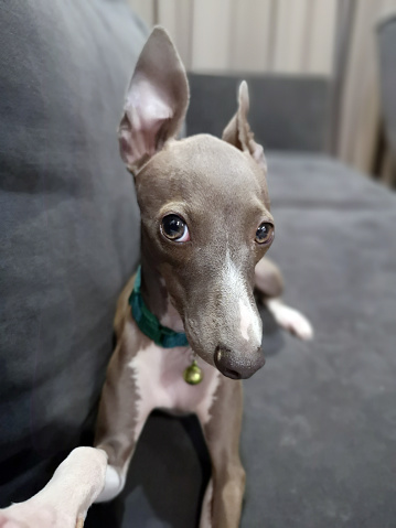 Italian Greyhound puppy sitting on the navy sofa taking a selfie at cozy living room