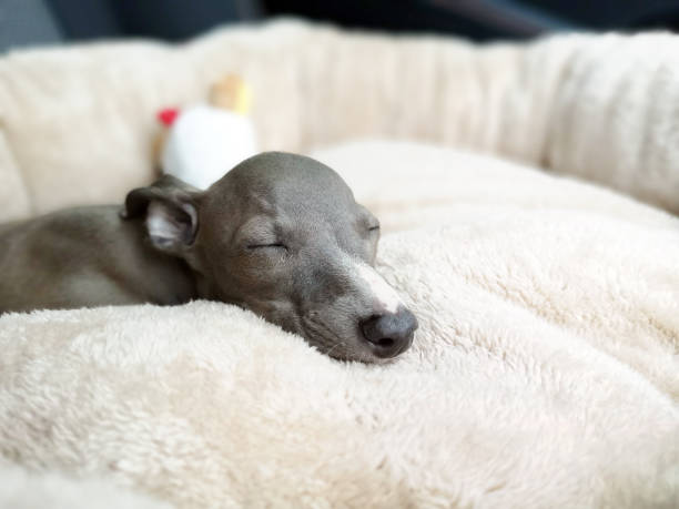 イタリアのグレイハウンドの子犬のクローズアップ、枕の上で眠っている青い色 - italian greyhound ストックフォトと画像