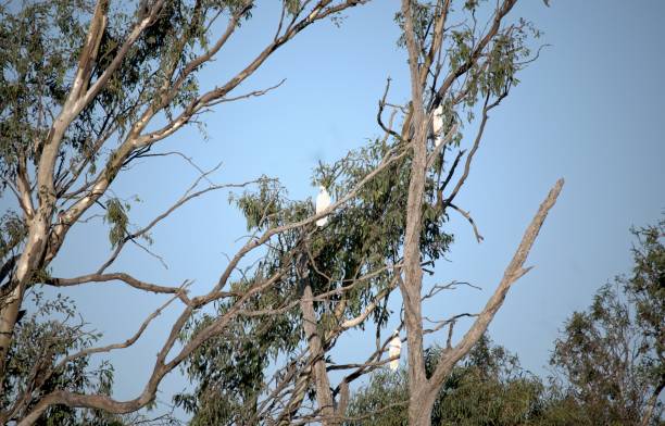istock Three Cockatoos in a Gum Tree at Lake Mulwala 1213602704