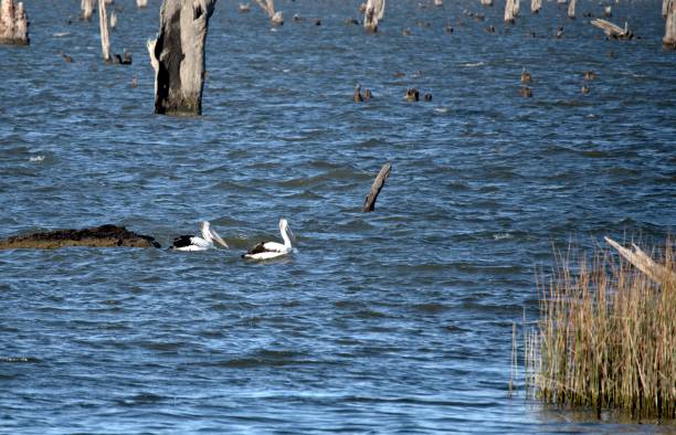 istock Two Pelicans Amongst Dead Trees at Lake Mulwala 1213602716
