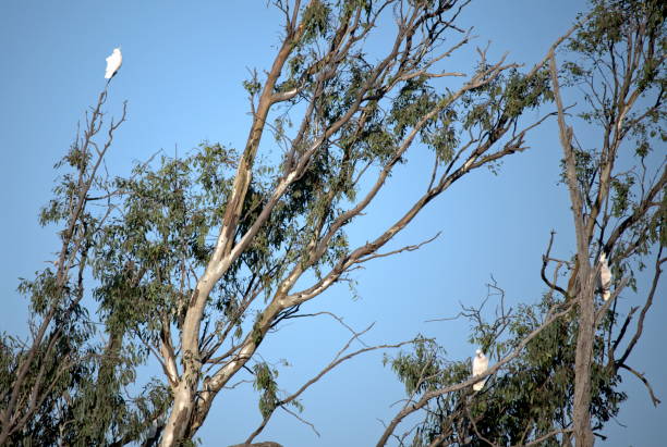 istock Three Cockatoos in the Gum Tree Branches 1213602723