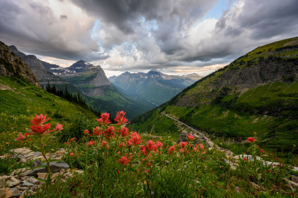 brosse indienne au-dessus du parc national des glaciers - landscape montana wildflower flower photos et images de collection