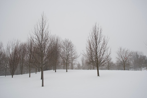 Tree landscape snow