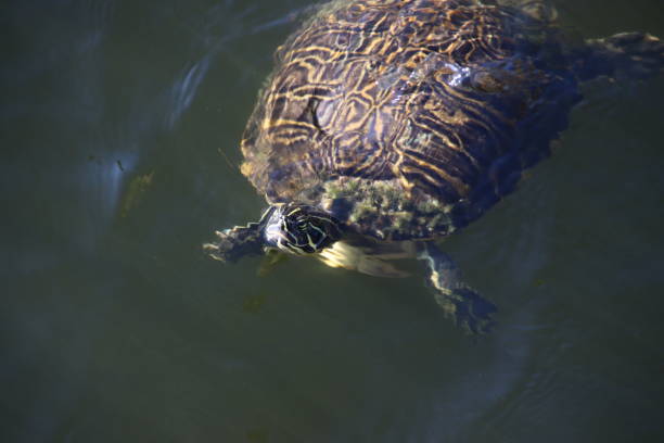 istock Turtles swimming in blue reflecting water. 1213606126