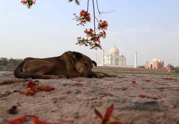 istock Dog and the Taj Mahal 1213606411