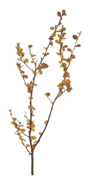 Closeup of a dwarf birch, Betula nana in autumn colors isolated on white background.