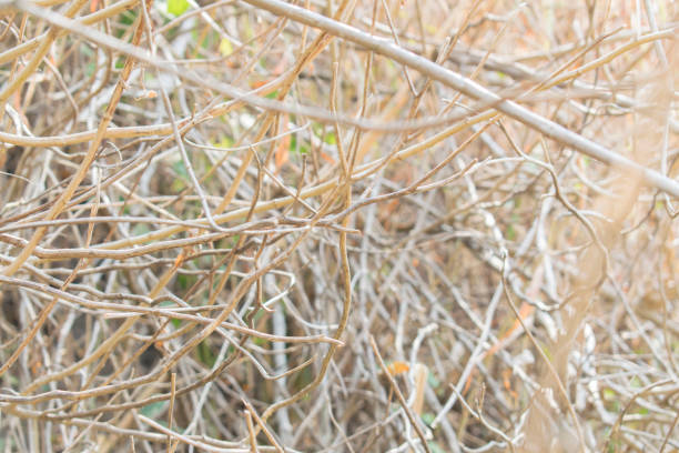 istock Twigs dry from time to time in nature 1213608772