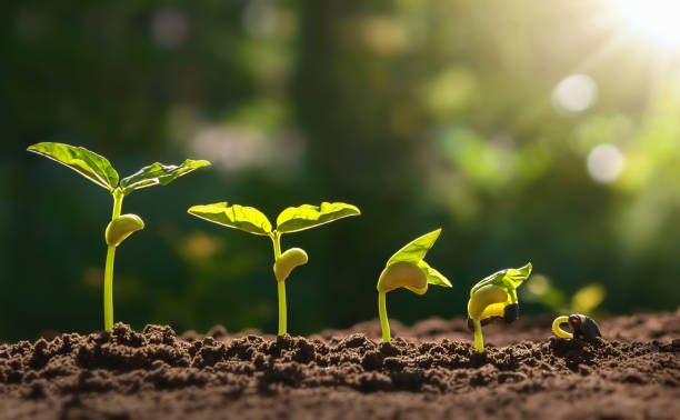 istock planting seed grow step concept in garden and sunlight. 1213609792