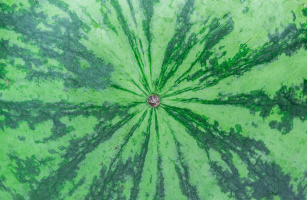 istock Striped crust of watermelon texture seamless pattern. 1213610779