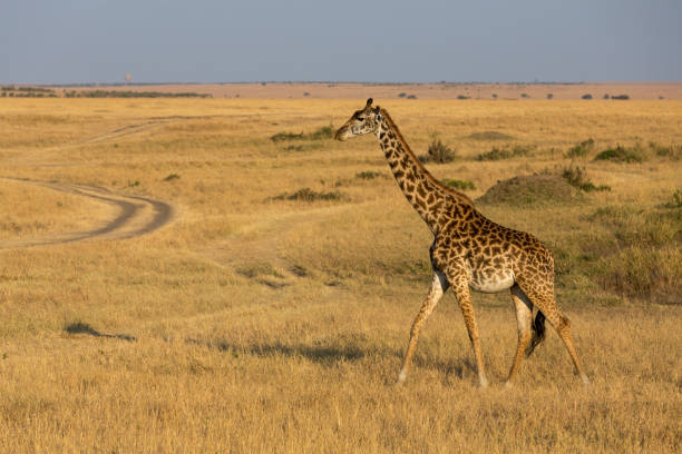 giraffa che cammina in un prato asciutto a masai mara, kenya, africa - masai giraffe foto e immagini stock
