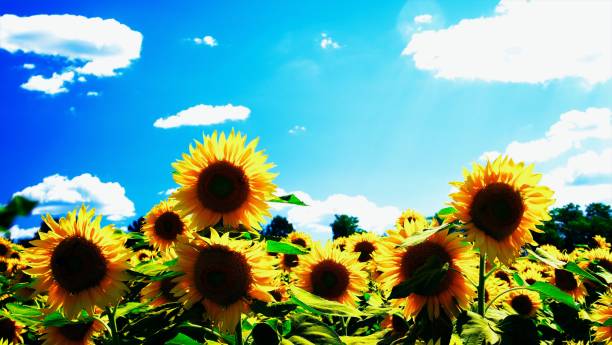 istock Beautiful sunflower field 1213611517