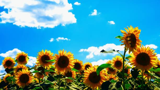 istock Beautiful sunflower field 1213611524