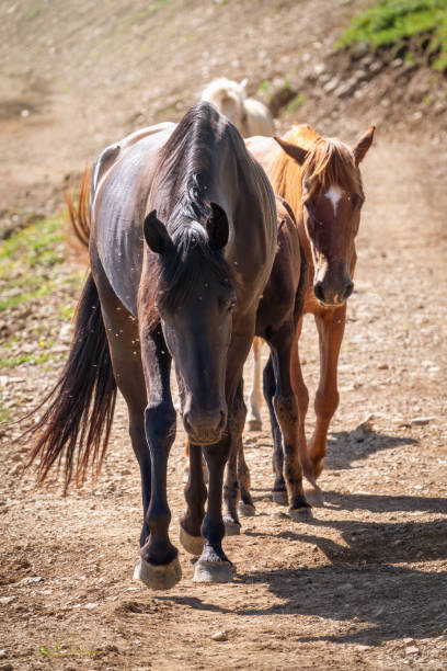istock Several horses are moving along a mountain road. 1213613294
