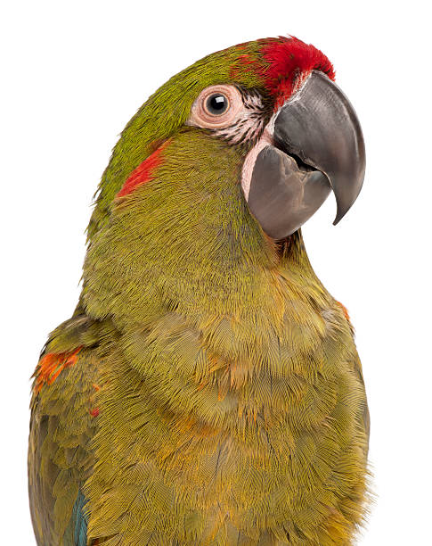 istock Close-up of Red-fronted Macaw, Ara rubrogenys, white background. 121361397