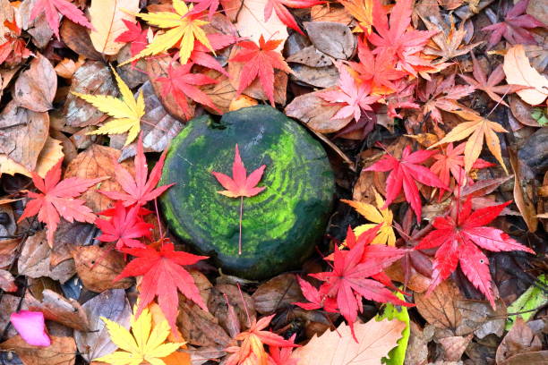 Japanese autumn leaves
