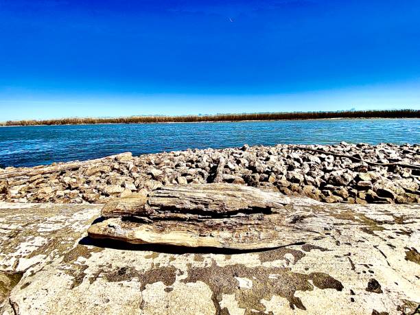 Driftwood on the Mississippi River