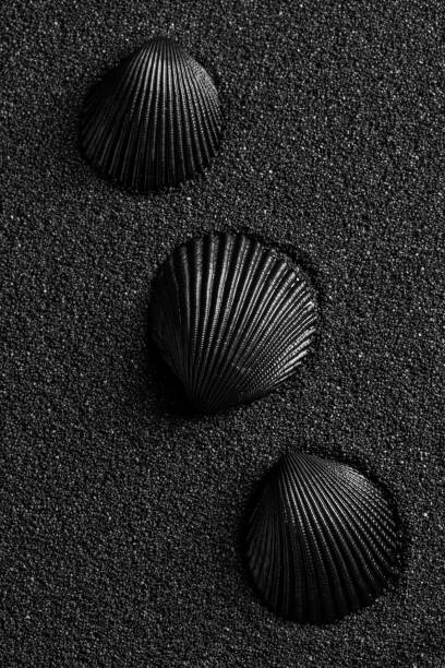 istock Black shell on a black sand background. Black design. 1213615243