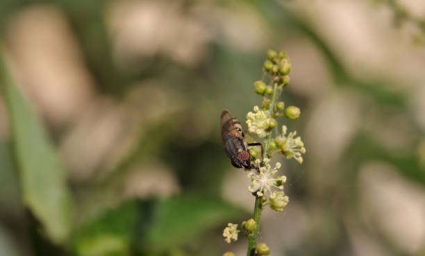 istock Macro of Stomorhina Lunata 1213616761