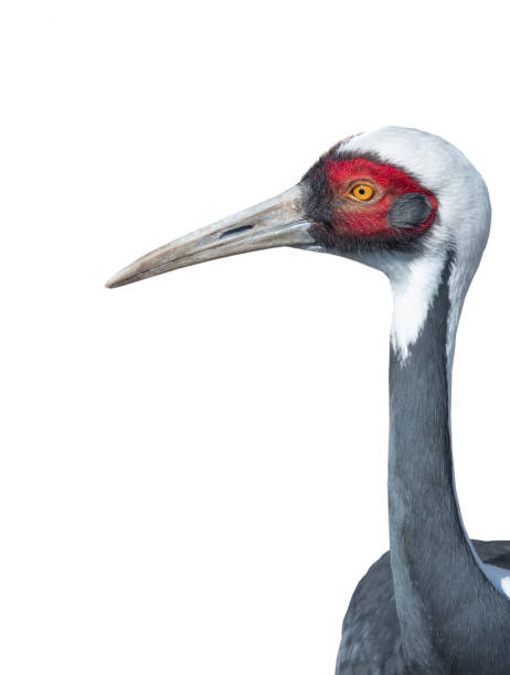 istock Portrait grey crane isolated on white 1213616879