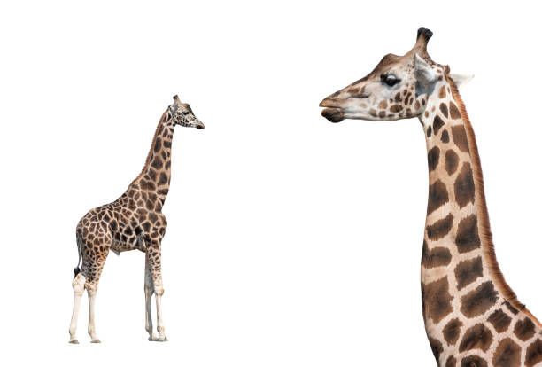 istock Portrait of a giraffe isolated on a white 1213616949