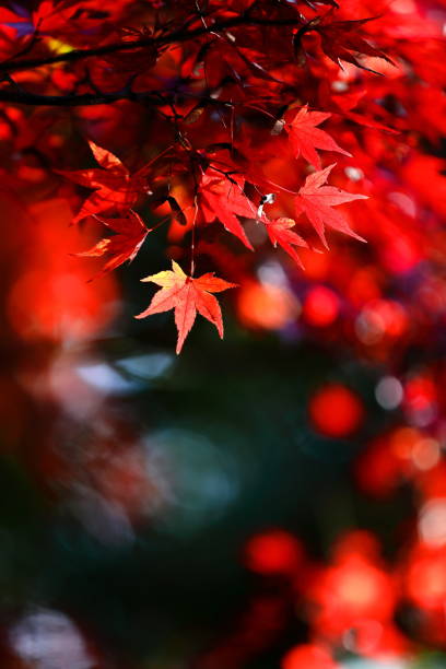 istock Japanese autumn leaves 1213617910