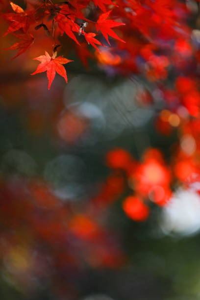istock Japanese autumn leaves 1213618476