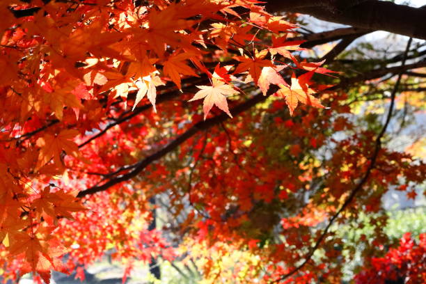 istock Japanese autumn leaves 1213618518