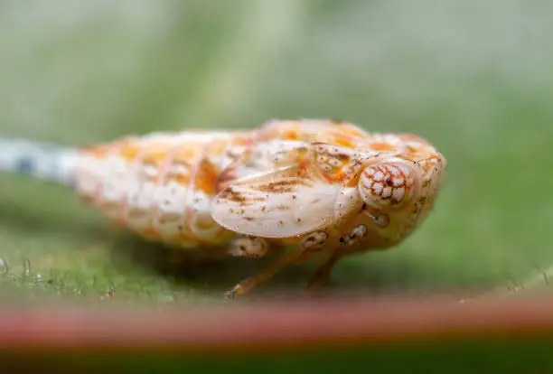 Macro Photography of Leafhopper on Green Leaf