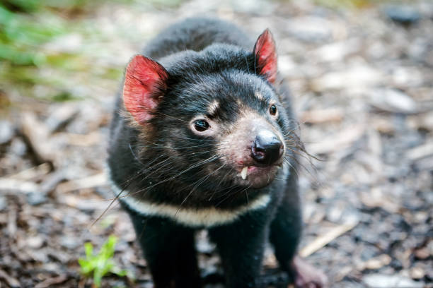 Tasmanian Devil (Sarcophilus harrisii) Close up of a Tasmanian Devil tasmanian animals stock pictures, royalty-free photos & images