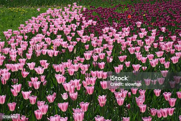 Tulipanes Foto de stock y más banco de imágenes de Aire libre - Aire libre, Ajardinado, Belleza de la naturaleza