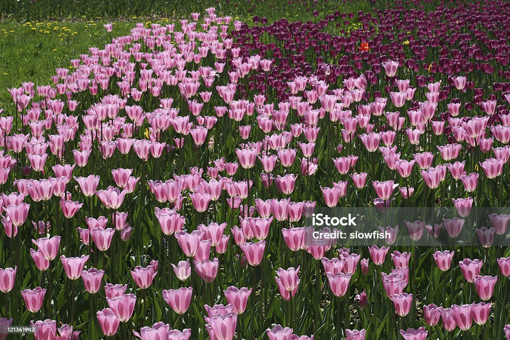 Tulipes - Photo de Arbre en fleurs libre de droits