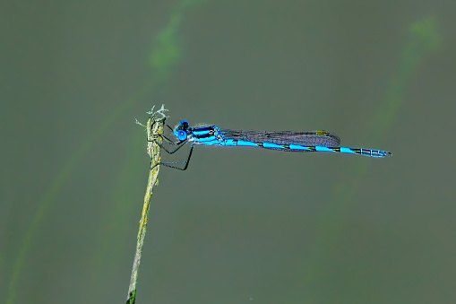 Tiny dragonfly (Zygoptera) perched on a reed by the water