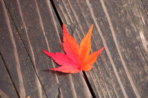 istock Japanese autumn leaves 1213619781