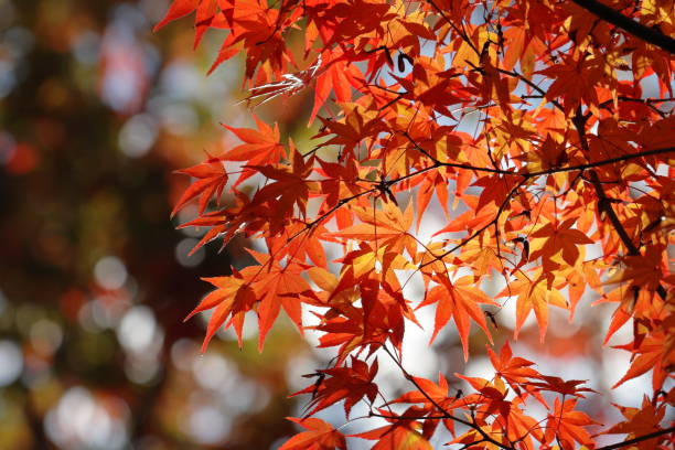 istock Japanese autumn leaves 1213620586