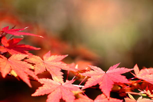 istock Japanese autumn leaves 1213620594